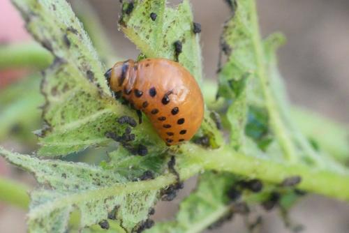 Réf. 185 275 : Leptinotarsa decemlineata